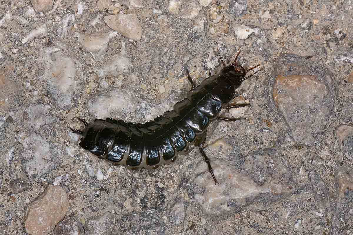 Larva di Carabus lefebvrei bayardi